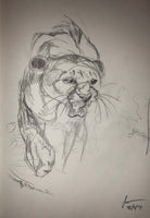 Mountain Lion
